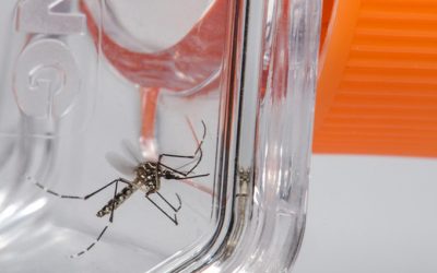 Cuidados para evitar o Aedes devem ser intensificados no período de calor e chuva