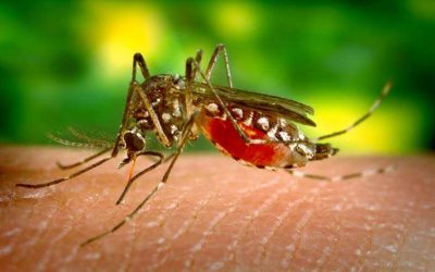Minas é o 5º estado em aumento do número de casos prováveis de dengue em 2019