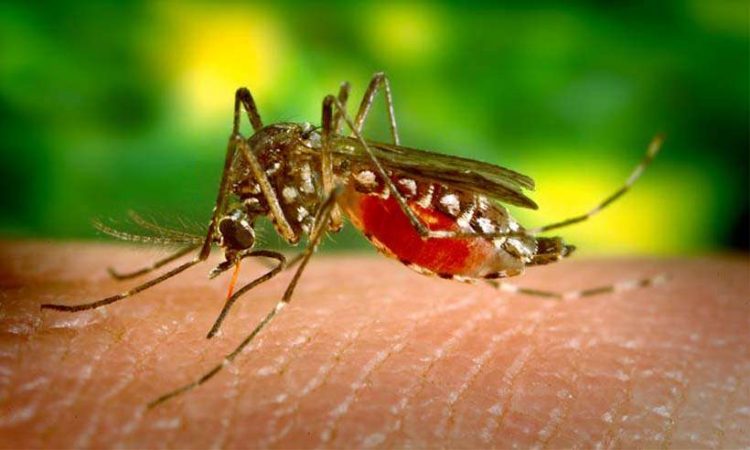 Minas é o 5º estado em aumento do número de casos prováveis de dengue em 2019