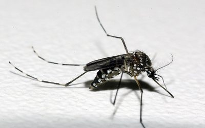 Boletim Epidemiológico de Minas Gerais  – Monitoramento dos casos de Dengue, Chikungunya e Zika